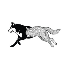 Fototapeta premium Running fox