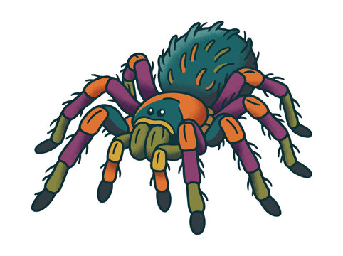 Colorful tarantula spider vector illustration for wildlife education and mascot design isolated on white background