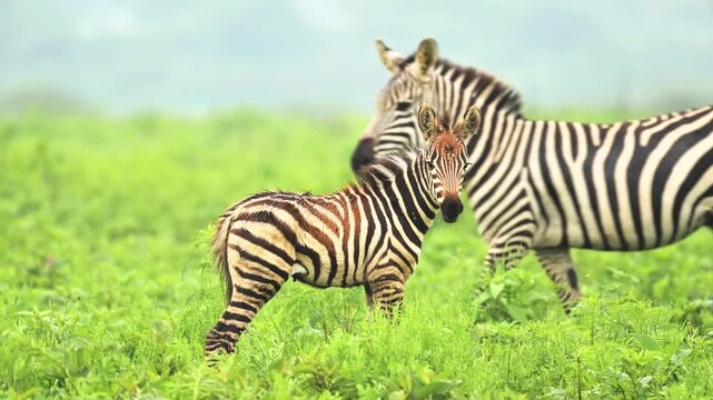 Young zebra foal stands in lush green grass while mother walks into