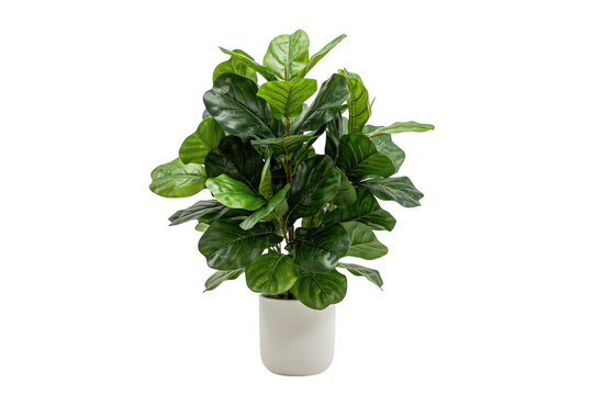 A lush green fiddle leaf fig plant potted in a simple white ceramic container, isolated on a white background, showing broad waxy textured leaves