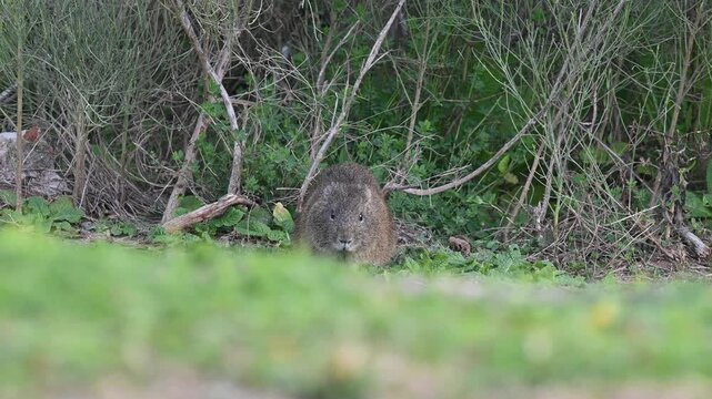 wild Brazilian guinea pig (Cavia aperea), feeding fresh grass, Buenos Aires, Argentina