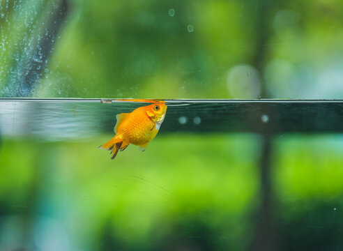 A little yellow goldfish surfacing for air