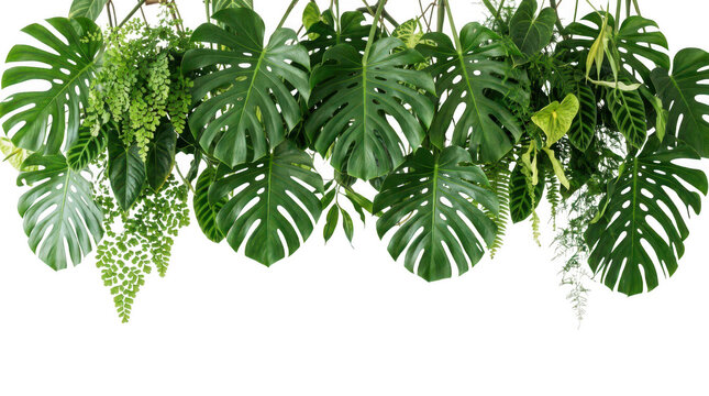Fresh monstera and fern tropical leaves border hanging over white background