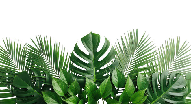 Tropical leaf border with monstera and palm foliage on white background