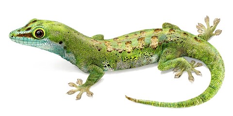 Fototapeta premium Green gecko with patterned body on white background.
