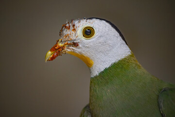 Close-up profile portrait of a male Black-naped Fruit Dove (Ptilinopus melanospilus) with sticky fruit residue on its beak, isolated on a blurred background © Riadi