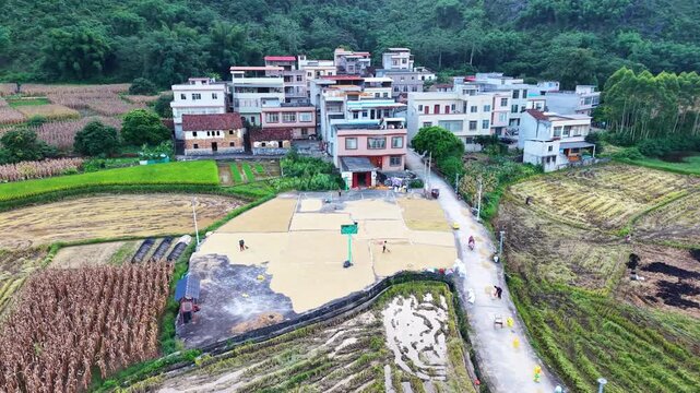 Cinematic aerial: Farmers turning and raking sun-dried rice and corn on village concrete court with basketball hoop and rural houses