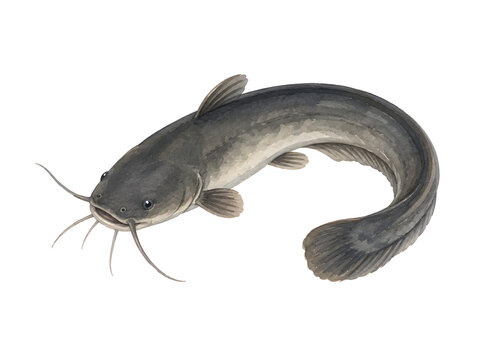 watercolor catfish illustration isolated on white background
