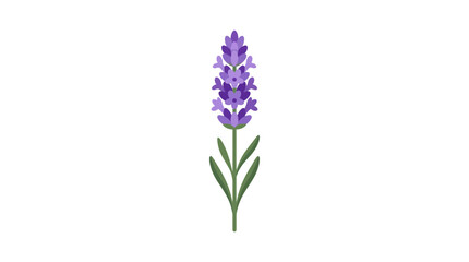 Fototapeta premium Minimalist flat vector illustration of a single lavender flower