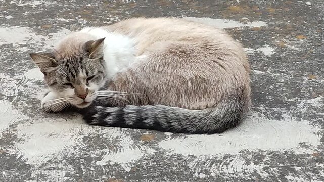 A charming gray cat resting on a stone.Un encantador gato de tonalidad gris que reposa sobre una piedra. (63)