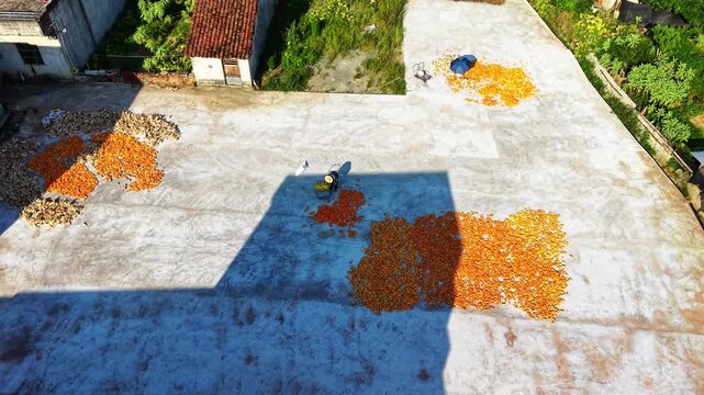 Cinematic aerial: Farmers gathering and piling sun-dried corn kernels on village open ground with farmhouses around