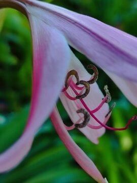 The two pistils of a beautiful pink flower come together to form a charming heart.Los dos pistilos de una hermosa flor de color rosa se unen para formar un encantador coraz&oacute;n.(44).j

