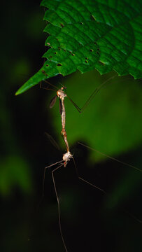 Crane Flies Mating Pair Hanging from Leaf Macro Photography