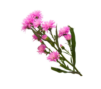 Purple Daisy Flowers Arrangement, Top View, Transparent Background Ornaments for Wedding Card or Greeting Card