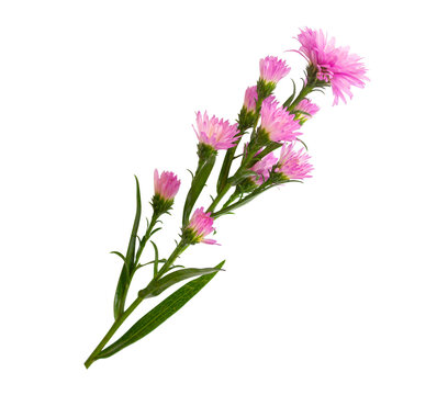 Colorful Flowers Arrangement Daisy, Gerbera, Aster, Chrysanthemum, Top View, Transparent Background Ornaments for Wedding Card or Greeting Card