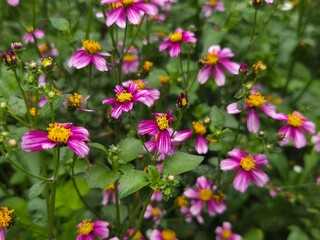 Obraz premium Vibrant pink daisy-like flowers with yellow centers blooming in a lush green garden during daytime.
