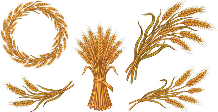 Set of hand-drawn wheat ears, golden spikelets, wreaths, and sheaf bundles for agricultural design