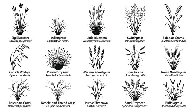 Botany Glyph Icons: Native Prairie Grasses Collection for Agriculture, Ecology, and Education