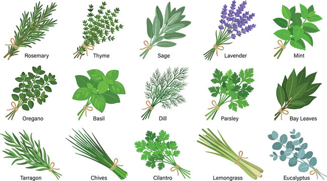 Fresh culinary kitchen herbs vector illustration set with rosemary, thyme, basil, parsley, mint, and cilantro isolated on white background.
