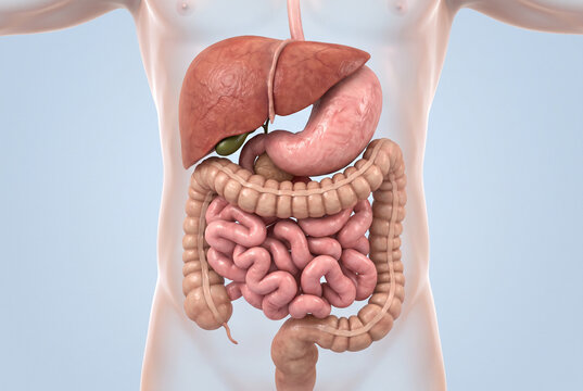 Detailed Anatomical Illustration of Human Digestive System Organs for Medical Education and Research