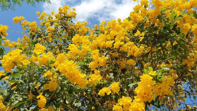Yellow Tabebuia flowers blooming, swaying gently in the wind against a blue sky with soft white clouds.