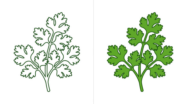 Fresh green coriander leaves vector illustration in outline and flat style
