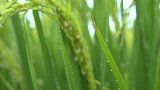 Close-up 4K video of green rice ears with dew drops after rain in a paddy field
