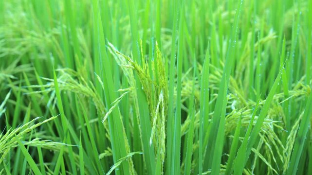 Close-up 4K video of green rice ears with dew drops after rain in a paddy field