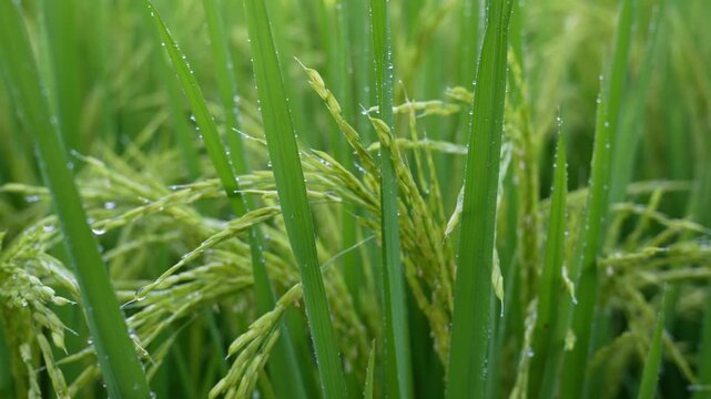 Close-up 4K video of green rice ears with dew drops after rain in a paddy field