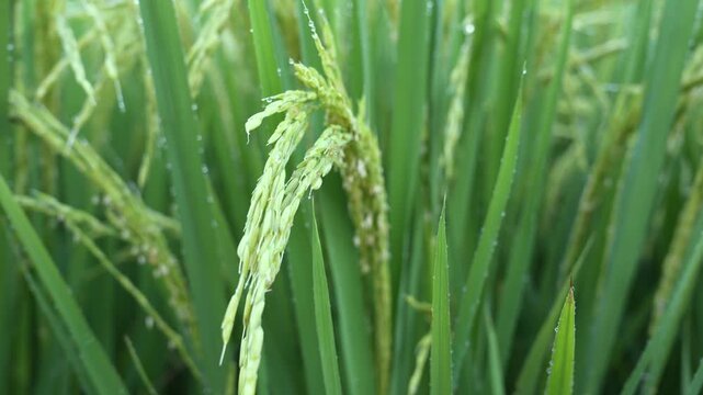 Close-up 4K video of green rice ears with dew drops after rain in a paddy field