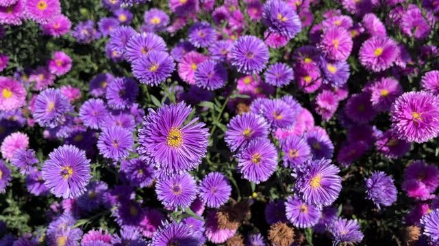 looming Purple Aster Flowers in Full Spring Garden