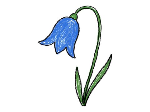 Crayon Drawing of a Bluebell Flower on White Background