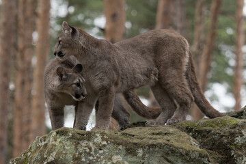 Cougar (Puma concolor), also commonly known as the mountain lion, puma, panther, or catamount. is the greatest of any large wild terrestrial mammal in the western hemisphere. © vaclav