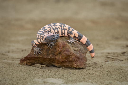 Gila monster lizard crawling on sandy ground in desert habitat with wildlife venomous crawling