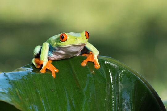 Red-eyed tree frog balancing on a white anthurium flower leaf in the rainforest with amphibian