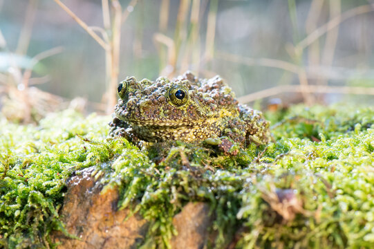 Small mottled green frog camouflaged on a rough textured tree bark surface in nature with amphibian