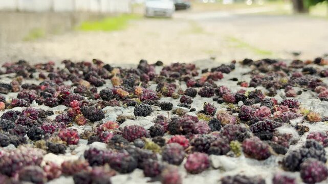 Ripe mulberries cover the concrete path in Simferopol, Crimea. The scattered fruit creates a nostalgic and rustic feeling of summer abundance in the quiet city street.