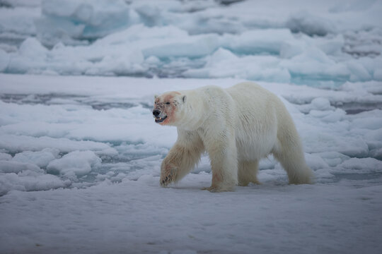 Polar Bear (Ursus maritimus) Spitsbergen North Ocean