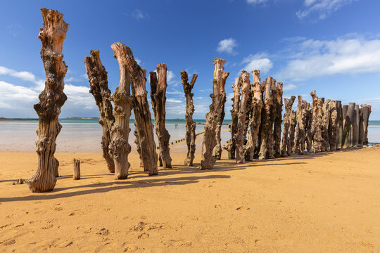Traditional Wooden Wave Breakers on Sandy Beach at Low Tide in Saint Malo France