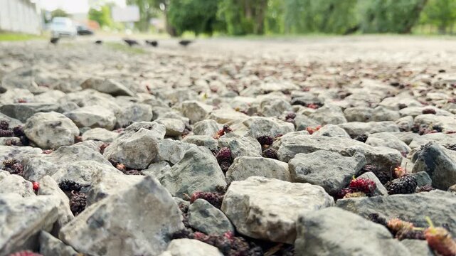 Ripe mulberries lie scattered among rocks on a path in Simferopol, Crimea. This sight evokes a nostalgic and rustic feeling of summer's natural bounty found in the city.