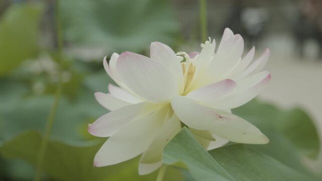 Slow-motion of lotus flower in Jogyesa Buddhist Temple, Seoul
