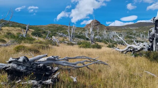 Burned lenga forest (Nothofagus pumilio) in Torres del Paine National Park, Chile, revealing the impact of wildfires on Patagonia&rsquo;s iconic wilderness, a dramatic landscape for hiking and conservation
