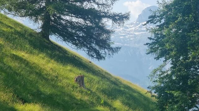 Wild rabbits leap through lush green Alpine grassland near Lenk in the Simmental Valley, Switzerland, their silhouettes captured against the natural landscape. A peaceful glimpse of Swiss wildlife