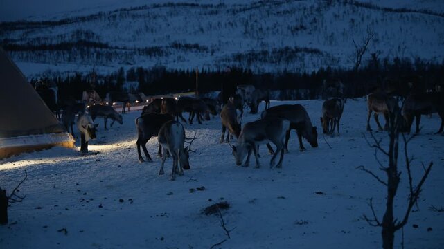 Reindeer herd feeding near lavvu tent in snowy Arctic landscape at dusk