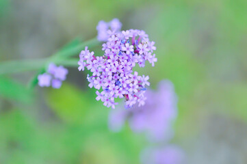 Obraz premium Verbena bonariensis or Vervain or Verbenaceae or Verbena officinalis or purple flower or purpletop vervain
