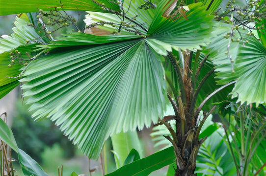 Licuala grandis H Wendl ex Linden, Palas Payung or Ruffled Fan Palm or Vanuatu Fan Palm or ARECACEAE