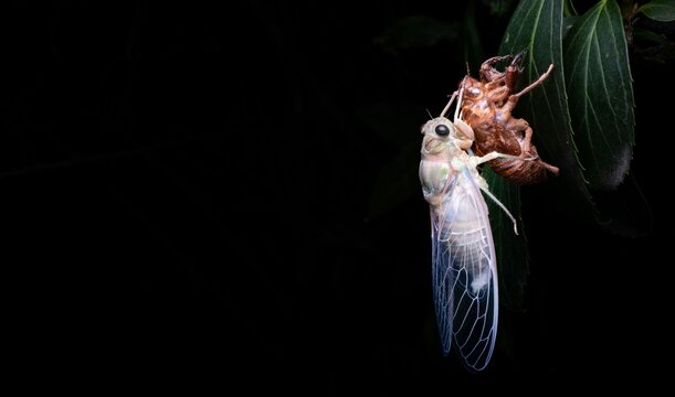 A freshly molted cicada resting on green leaves with fully expanded transparent wings. Detailed close-up of an insect shortly after metamorphosis in its natural habitat.