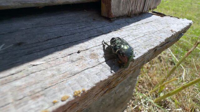 Copper chafer beetle (Protaetia cuprea) moves slowly across rough sunlit wood near a corner joint, showing its metallic shell and tiny legs. Estonia.
