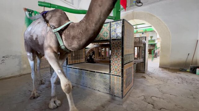A camel fitted with harness gear walks past a colorful tile-covered Bir Barrouta well inside a historic arched building located in the medina of Kairouan, Tunisia.