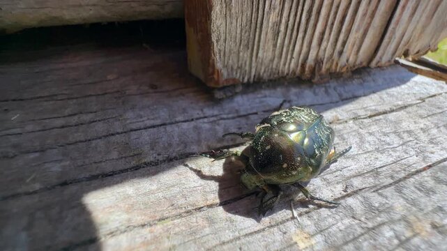 Copper chafer beetle (Protaetia cuprea) moves slowly across rough sunlit wood. Estonia.